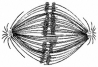 <strong>Use the figure to answer the question below. If the cell whose nuclear material is shown in the figure continues toward completion of mitosis, which of the following events would occur next?</strong> A) spindle fiber formation B) nuclear envelope breakdown C) formation of telophase nuclei D) synthesis of chromatids