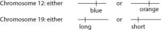 Refer to the information and figure below to answer the following questions. A certain (hypothetical) organism is diploid, has either blue or orange wings as the consequence of one of its genes on chromosome 12, and has either long or short antennae as the result of a second gene on chromosome 19, as shown in the figure. -A female with a paternal set of one orange and one long gene chromosome and a maternal set comprised of one blue and one short gene chromosome would be expected to produce which of the following types of eggs after meiosis?