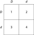 <strong>Use the figure and the following description to answer the question. In a particular plant, leaf color is controlled by gene locus D. Plants with at least one allele D have dark green leaves, and plants with the homozygous recessive dd genotype have light green leaves. A true-breeding, dark-leaved plant is crossed with a light-leaved one, and the F₁ offspring is allowed to self-pollinate. The predicted outcome of the F₂ is diagrammed in the Punnett square shown in the figure, where 1, 2, 3, and 4 represent the genotypes corresponding to each box within the square. Which of the boxes marked 1-4 correspond to plants with dark leaves?</strong> A) 1 only B) 2 and 3 C) 4 only D) 1, 2, and 3