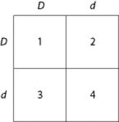 <strong>Use the figure and the following description to answer the question. In a particular plant, leaf color is controlled by gene locus D. Plants with at least one allele D have dark green leaves, and plants with the homozygous recessive dd genotype have light green leaves. A true-breeding, dark-leaved plant is crossed with a light-leaved one, and the F₁ offspring is allowed to self-pollinate. The predicted outcome of the F₂ is diagrammed in the Punnett square shown in the figure, where 1, 2, 3, and 4 represent the genotypes corresponding to each box within the square. Which of the boxes marked 1-4 correspond to plants that will be true-breeding?</strong> A) 1 and 4 only B) 2 and 3 only C) 1, 2, 3, and 4 D) 1 only
