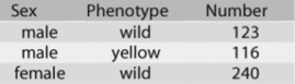 <strong>Use the following information to answer the question. In a Drosophila experiment, a cross was made between homozygous wild-type females and yellow-bodied males. All of the resulting F₁s were phenotypically wild type. However, adult flies of the F₂ generation (resulting from matings of the F₁s) had the characteristics shown in the figure. How is the mutant allele for yellow body inherited?</strong> A) It is recessive. B) It is codominant. C) It is dominant. D) It is incompletely dominant.