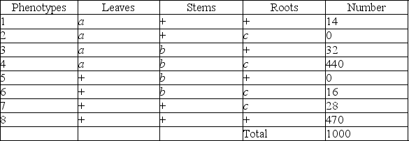 <strong>Use the following information to answer the question. A plantlike organism on the planet Pandora can have three recessive genetic traits: bluish leaves, due to an allele (a) of gene A; a feathered stem, due to an allele (b) of gene B; and hollow roots due to an allele (c) of gene C. The three genes are linked and recombine. A geneticist performed a testcross with an organism that had been found to be heterozygous for the three recessive traits, and she was able to identify progeny of the following phenotypic distribution (+ = wild type): Which of the following are the phenotypes of the parents in this cross?</strong> A) 2 and 5 B) 1 and 6 C) 4 and 8 D) 3 and 7