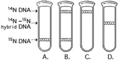 <strong>Use the figure to answer the following question. A space probe returns with a culture of a microorganism found on a distant planet. Analysis shows that it is a carbon-based life-form that has DNA. You grow the cells in ¹⁵N medium for several generations and then transfer them to ¹⁴N medium. Which pattern in the figure would you expect if the DNA was replicated in a conservative manner?</strong> A) A B) B C) C D) D