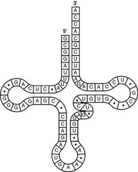 Use the figure to answer the question. The figure represents tRNA that recognizes and binds a particular amino acid (in this instance, phenylalanine). Which codon on the mRNA strand codes for this amino acid?