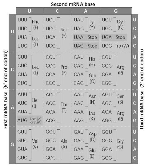 Using Figure 17.6, identify a 5′ → 3′ sequence of nucleotides in the DNA template strand for an mRNA coding for the polypeptide sequence Phe-Pro-Lys.