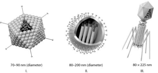 <strong>Use the figures to answer the question. Which of the three types of viruses shown would you expect to include glycoproteins?</strong> A) I only B) II only C) III only D) I and II only