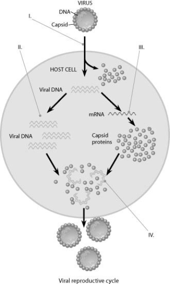 <strong>Use the figure to answer the question. In the figure, when new viruses are being assembled at the point marked IV, what mediates the assembly?</strong> A) host cell chaperones B) assembly proteins coded for by the host nucleus C) assembly proteins coded for by the viral genes D) no mediator is required; the new viruses self-assemble