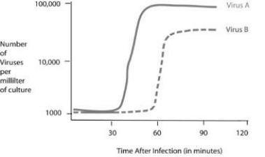 <strong>Use the following figure and information to answer the question. Cells were infected with approximately 1,000 copies of either virus A or virus B at the 0 time point. At five-minute intervals, a sample of the virus and cell mixture was removed. The intact cells were removed from the sample, and the number of viruses per milliliter of culture was determined. Using the data in the figure, how long does it take for virus B to go through one lytic cycle?</strong> A) 15 minutes B) 30 minutes C) 45 minutes D) 60 minutes