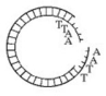 <strong>Use the figure to answer the following question.   Which of the following enzymes was used to produce the molecule of DNA in the figure?</strong> A) ligase B) a restriction enzyme (endonuclease) C) RNA polymerase D) DNA polymerase <div style=padding-top: 35px> 