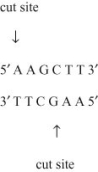 <strong>Use the following information to answer the question. In an experiment, DNA from the linear form of the bacteriophage Lambda was cut into fragments using the restriction enzyme Hind III. Hind III cuts the Lambda DNA between the adenine nucleotides on the complimentary strands in a specific sequence, as indicated in the diagram, producing eight different size fragments. These fragments are then separated with an electrical current based on size after the DNA fragments are placed in a porous gel, a process called gel electrophoresis.   Select an observation that best describes a correct aspect of the two processes of restriction Digest and gel electrophoresis.</strong> A) When separated on a gel, the pattern of DNA bands will be characteristic of those cut with Hind III; different restriction enzymes will not produce these same fragments. B) The sequence 5′-AAGCTT-3′ is found eight times in the Lambda genome, and the restriction enzyme Hind III finds each location. C) If an electrical current is not used, eight separate DNA bands would be visible, but they would not be separated as much as when an electrical current is used. D) Only the restriction enzyme Hind III can be used to cut Lambda DNA since restriction enzymes are specific to the type of DNA they can cut. <div style=padding-top: 35px> 