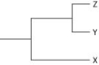 <strong>Currently, two of the living elephant species (X and Y) are placed in the genus Loxodonta, and a third surviving species (Z) is placed in the genus Elephas. Assuming this classification reflects evolutionary relatedness, which of the following is the most accurate phylogenetic tree?</strong> A) B) C) D)