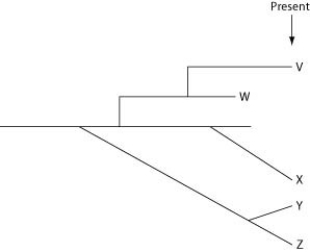 <strong>The questions below refer to the following evolutionary tree, in which the horizontal axis represents time (present time is on the far right) and the vertical axis represents morphological change. Which of these is the extant (that is, living) species most closely related to species X?</strong> A) V B) W C) Y D) Z