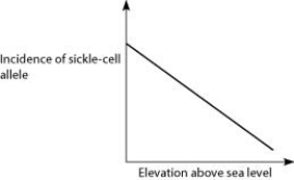 <strong>Anopheles mosquitoes, which carry the malaria parasite, cannot live above elevations of 5,900 feet. In addition, oxygen availability decreases with higher altitude. Consider a hypothetical human population that is adapted to life on the slopes of Mt. Kilimanjaro in Tanzania, a country in equatorial Africa. Mt. Kilimanjaro's base is about 2,600 feet above sea level and its peak is 19,341 feet above sea level. If the incidence of the sickle-cell allele in the population is plotted against altitude (feet above sea level), which of the following distributions is most likely, assuming little migration of people up or down the mountain?</strong> A)   B)   C)   D)   <div style=padding-top: 35px> 