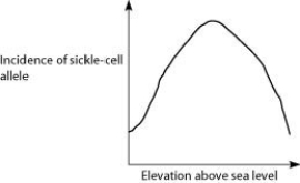 <strong>Anopheles mosquitoes, which carry the malaria parasite, cannot live above elevations of 5,900 feet. In addition, oxygen availability decreases with higher altitude. Consider a hypothetical human population that is adapted to life on the slopes of Mt. Kilimanjaro in Tanzania, a country in equatorial Africa. Mt. Kilimanjaro's base is about 2,600 feet above sea level and its peak is 19,341 feet above sea level. If the incidence of the sickle-cell allele in the population is plotted against altitude (feet above sea level), which of the following distributions is most likely, assuming little migration of people up or down the mountain?</strong> A)   B)   C)   D)   <div style=padding-top: 35px> 