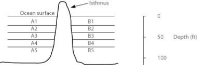 Use the following description to answer the question. In the oceans on either side of the Isthmus of Panama are 30 species of snapping shrimp; some are shallow-water species, others are adapted to deep water. There are 15 species on the Pacific side and 15 different species on the Atlantic side. The Isthmus of Panama started rising about 10 million years ago. The oceans were completely separated by the isthmus about 3 million years ago. In the figure, the isthmus separates the Pacific Ocean on the left (side A) from the Atlantic Ocean on the right (side B). The seawater on either side of the isthmus is separated into five depth habitats (1-5), with 1 being the shallowest. The Panama Canal was completed in 1914, and its depth is about 50 feet. After 1914, snapping shrimp species from which habitats should be most likely to form hybrids as the result of the canal?