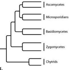 <strong>The following question refers to the following phylogenetic trees. Which tree depicts the closest relationship between zygomycetes and chytrids?</strong> A) I B) II C) III D) IV