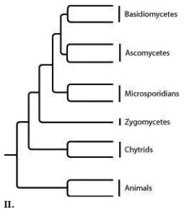 The following question refers to the following phylogenetic trees.         Which tree shows the greatest evolutionary distance between chytrids and ascomycetes?