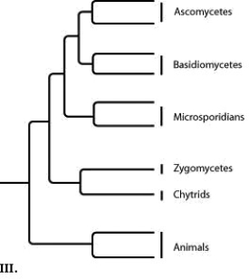 The following question refers to the following phylogenetic trees.         Which tree shows the greatest evolutionary distance between chytrids and ascomycetes?