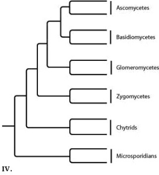 The following question refers to the following phylogenetic trees.         Which tree shows the greatest evolutionary distance between chytrids and ascomycetes?