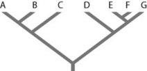Use the following information to answer the question.   Refer to the figure. Which of the following forms a monophyletic group?