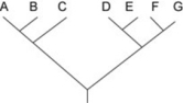 Use the following information to answer the question.   Which of the following trees, if any, depicts the same relationship among species as shown above?
