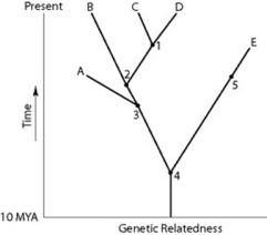 <strong>Use the figure to answer the following question. If the figure is an accurate depiction of relatedness, then which of the following should be an accurate statement?</strong> A) If all species depicted here make up a taxon, this taxon is monophyletic. B) The species present at position 4 is ancestral to species E, but not species D. C) Species C is more closely related to species B than D is to B D) The species present at position 3 is ancestral to C, D, and E.