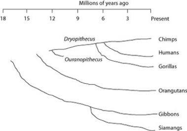 <strong>Use the following figure and description to answer the question. Humans, chimpanzees, gorillas, and orangutans are members of a clade called the great apes, which shared a common ancestor about 15 million years ago. Gibbons and siamangs comprise a clade called the lesser apes. Tree-branch lengths indicate elapsed time. Assuming chimps and gorillas are humans' closest relatives, removing humans from the great ape clade and placing them in a different clade has the effect of making the phylogenetic tree of the great apes ________.</strong> A) polyphyletic B) paraphyletic C) monophyletic D) into a new order