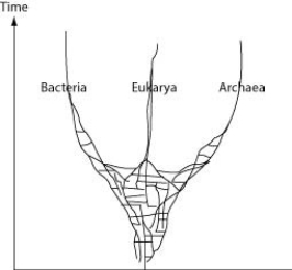 The following question refers to this phylogenetic tree, depicting the origins of life and the three domains. Horizontal lines indicate instances of gene or genome transfer.   A possible phylogenetic tree for the three domains of life. If the early history of life on Earth is accurately depicted by the figure, then which statement is most in agreement with the hypothesis proposed by this tree?