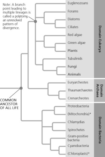 <strong> A phylogenetic tree is shown for the three domains of life (Eukarya, Archaea, and Bacteria). The tree branches in two directions from the first point, labeled Common ancestor of all life. One branch leads in the direction of Eukarya and Archaea, and the other branch leads to Bacteria. The branch leading to Eukarya and Archaea divide, one branch leading to each domain. The branch leading to Eukarya divides into four branches. One leads to Euglenozoans, and the other three lead to branching points. The first leads to Forams in one direction, and another branching point in the other that leads to Diatoms and Ciliates. The second branching point leads to Red algae in one direction, and a branching point that leads to green algae and land plants in the other direction. The third branching point leads to amoebas in one direction, and a branching point that leads to fungi and animals in the other direction. Land plants, Fungi and Animals are all highlighted. Examine the figure. If you were a graduate student trying to develop a thesis project that would resolve polytomies, which of the following groups would you study?</strong> A) animals and fungi B) euglenozoans, euryarcheotes, and gram-positive bacteria C) forams, red algae, and amoebas D) red algae, green algae, and cyanobacteria