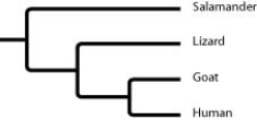 Based on the tree below, which statement is not correct?  