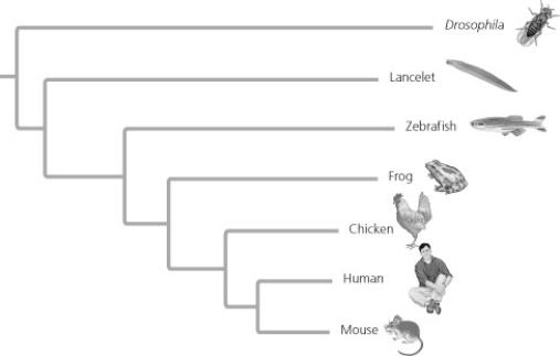   The relative lengths of the frog and mouse branches in the phylogenetic tree in Figure 26.13 indicate that