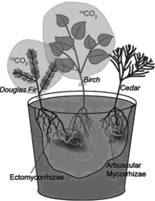 Use the following information to answer the question. Suzanne Simard and colleagues knew that the same mycorrhizal fungal species could colonize multiple types of trees. They wondered if the same fungal individual would colonize different trees, forming an underground network that potentially could transport carbon and nutrients from one tree to another (S. Simard et al. 1997. Net transfer of carbon between mycorrhizal tree species in the field. Nature 388:579-82). Pots containing seedlings of three different tree species were set up and grown under natural conditions for three years (Fig.A). Two of the three species (Douglas fir, birch) could form ectomycorrhizal connections with the same fungal species, but the third species (cedar) could not form an ectomycorrhizal connection with the fungal species. In some of the pots, the researchers placed airtight bags over the Douglas fir and birch seedlings and injected carbon dioxide made from carbon-13 into the bags with the Douglas fir and carbon dioxide made from carbon-14 into the bags with the birch. (¹³C and ¹⁴C are different isotopes of carbon that can be detected and measured by researchers.) As the seedlings photosynthesized, the carbon dioxide was converted into sugars that could be tracked and measured by the researchers. The researchers measured whether the sugars in each plant contained only the carbon isotope that was in the air of their plastic bag or also the carbon isotope from the air around the other plant.   Figure A Which of the following results would support Simard et al.'s (1997) hypothesis that fungi can move carbon from one plant to another? [Hypothesis: Sugars made by one plant during photosynthesis can travel through a mycorrhizal fungus and be incorporated into the tissues of another plant.]