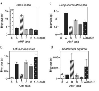 <strong>Use the following information to answer the question. There is much discussion in the media about protecting biodiversity. But does biodiversity really matter? Canadian and Swiss researchers wanted to know if the diversity of arbuscular mycorrhizal fungi (AMF) was important to the productivity of grasslands (M.G.A. van der Heijden, J. N. Klironomos, M. Ursic, P. Moutoglis, R. Streitwolf-Engel, T. Boler, A. Wiemken, and I. R. Sanders. 1998. Mycorrhizal fungal diversity determines plant biodiversity, ecosystem variability, and productivity. Nature 396:69-72). Specifically, they wanted to know if it mattered which specific AMF species were present, or just that some type of AMF was present. They grew various plants in combination with one of four AMF species (A, B, C, and D), no AMF species (O), or all four AMF species together (A + B + C + D); and they measured plant growth under each set of conditions. All plant species were grown in each plot, so they always competed with each other, with the only difference being which AMF species were present. On the graphs, the x-axis labels indicate the number and identity of AMF species (bar 0 = no fungi; bars A - D = individual AMF species; bar A + B + C + D = all AMF species together). The y-axis indicates the amount (grams) of plant biomass for the species shown in italics above each graph.  </strong> A) Carex flacca (graph a) B) Lotus corniculatus (graph b) C) Sanguisorba officinalis (graph c) D) Centaurium erythrea (graph d) <div style=padding-top: 35px> 
