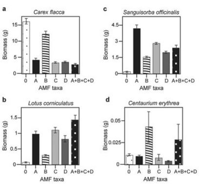 There is much discussion in the media about protecting biodiversity. But does biodiversity really matter? Canadian and Swiss researchers wanted to know if the diversity of arbuscular mycorrhizal fungi (AMF) was important to the productivity of grasslands (M.G.A. van der Heijden, J. N. Klironomos, M. Ursic, P. Moutoglis, R. Streitwolf-Engel, T. Boler, A. Wiemken, and I. R. Sanders. 1998. Mycorrhizal fungal diversity determines plant biodiversity, ecosystem variability, and productivity. Nature 396:69-72). Specifically, they wanted to know if it mattered which specific AMF species were present, or just that some type of AMF was present. They grew various plants in combination with one of four AMF species (A, B, C, and D), no AMF species (O), or all four AMF species together (A + B + C + D); and they measured plant growth under each set of conditions. All plant species were grown in each plot, so they always competed with each other, with the only difference being which AMF species were present. On the graphs, the x-axis labels indicate the number and identity of AMF species (bar 0 = no fungi; bars A - D = individual AMF species; bar A + B + C + D = all AMF species together). The y-axis indicates the amount (grams) of plant biomass for the species shown in italics above each graph Examine all four graphs and choose the plant species that grows best with a combination of AMF species.