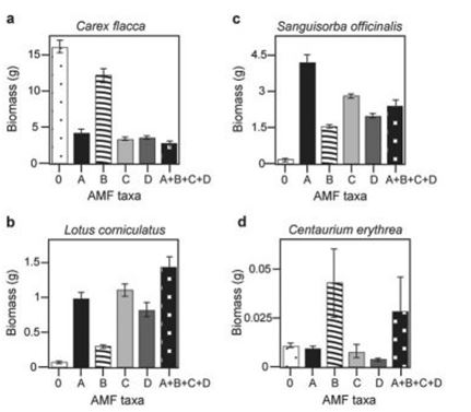 <strong>Use the following information to answer the question. There is much discussion in the media about protecting biodiversity. But does biodiversity really matter? Canadian and Swiss researchers wanted to know if the diversity of arbuscular mycorrhizal fungi (AMF) was important to the productivity of grasslands (M.G.A. van der Heijden, J. N. Klironomos, M. Ursic, P. Moutoglis, R. Streitwolf-Engel, T. Boler, A. Wiemken, and I. R. Sanders. 1998. Mycorrhizal fungal diversity determines plant biodiversity, ecosystem variability, and productivity. Nature 396:69-72). Specifically, they wanted to know if it mattered which specific AMF species were present, or just that some type of AMF was present. They grew various plants in combination with one of four AMF species (A, B, C, and D), no AMF species (O), or all four AMF species together (A + B + C + D); and they measured plant growth under each set of conditions. All plant species were grown in each plot, so they always competed with each other, with the only difference being which AMF species were present. On the graphs, the x-axis labels indicate the number and identity of AMF species (bar 0 = no fungi; bars A - D = individual AMF species; bar A + B + C + D = all AMF species together). The y-axis indicates the amount (grams) of plant biomass for the species shown in italics above each graph.   Based on the van der Heijden et al. (1998) graphs in the figure, which of the following is the best description of the data supporting the idea that a plant species did not form mycorrhizae with a fungus? Its biomass is greatest when ________.</strong> A) no AMF are present B) AMF species A is present C) AMF species B is present D) AMF species C is present <div style=padding-top: 35px> 