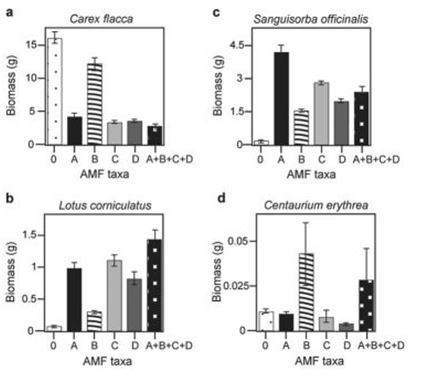 <strong>Use the following information to answer the question. There is much discussion in the media about protecting biodiversity. But does biodiversity really matter? Canadian and Swiss researchers wanted to know if the diversity of arbuscular mycorrhizal fungi (AMF) was important to the productivity of grasslands (M.G.A. van der Heijden, J. N. Klironomos, M. Ursic, P. Moutoglis, R. Streitwolf-Engel, T. Boler, A. Wiemken, and I. R. Sanders. 1998. Mycorrhizal fungal diversity determines plant biodiversity, ecosystem variability, and productivity. Nature 396:69-72). Specifically, they wanted to know if it mattered which specific AMF species were present, or just that some type of AMF was present. They grew various plants in combination with one of four AMF species (A, B, C, and D), no AMF species (O), or all four AMF species together (A + B + C + D); and they measured plant growth under each set of conditions. All plant species were grown in each plot, so they always competed with each other, with the only difference being which AMF species were present. On the graphs, the x-axis labels indicate the number and identity of AMF species (bar 0 = no fungi; bars A - D = individual AMF species; bar A + B + C + D = all AMF species together). The y-axis indicates the amount (grams) of plant biomass for the species shown in italics above each graph.   In graph b in the figure, which of the following best explains the data given about Lotus corniculatus?</strong> A) This plant grows best when AMF taxa A or C is present. B) Lotus corniculatus does not form mycorrhizal associations. C) Mycorrhizal fungi parasitize the plant's roots when they are present, reducing its growth. D) This plant forms multiple AMF associations, growing best with increased fungal diversity. <div style=padding-top: 35px> 