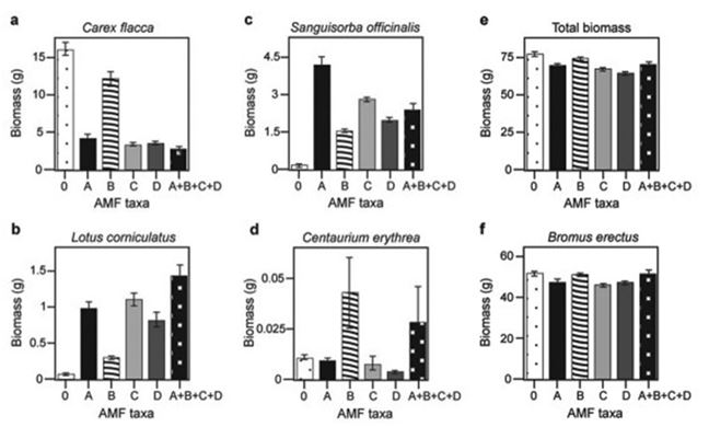 <strong>Use the following information to answer the question. Canadian and Swiss researchers wanted to know if the diversity of arbuscular mycorrhizal fungi (AMF) was important to the productivity of grasslands (M.G.A. van der Heijden, J. N. Klironomos, M. Ursic, P. Moutoglis, R. Streitwolf-Engel, T. Boler, A. Wiemken, and I. R. Sanders. 1998. Mycorrhizal fungal diversity determines plant biodiversity, ecosystem variability, and productivity. Nature 396:69-72). Specifically, they wanted to know if it mattered which specific AMF species were present, or just that some type of AMF was present. They grew various plants in combination with one of four AMF species (A, B, C, and D), no AMF species (O), or all four AMF species together (A + B + C + D); and they measured plant growth under each set of conditions. All plant species were grown in each plot, so they always competed with each other with the only difference being which AMF species were present. On the graphs, the x-axis labels indicate the number and identity of AMF species (bar 0 = no fungi; bars A - D = individual AMF species; bar A + B + C + D = all AMF species together). The y-axis indicates the amount (grams) of plant biomass for the species shown in italics above each graph. Graph e is the total biomass (grams) of all 11 plant species combined; graph f is the biomass of Bromus erectus plants only, separated from the total.   What is the major difference between Bromus erectus (graph f) and the other plant species (graphs a-d) included in the study?</strong> A) Bromus erectus grows best with a diversity of fungal partners. B) Bromus erectus is unaffected by AMF diversity. C) Bromus erectus does not form mycorrhizal associations. D) Bromus erectus produces very little biomass regardless of AMF. <div style=padding-top: 35px> 