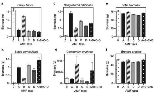Use the following information to answer the question. Canadian and Swiss researchers wanted to know if the diversity of arbuscular mycorrhizal fungi (AMF) was important to the productivity of grasslands (M.G.A. van der Heijden, J. N. Klironomos, M. Ursic, P. Moutoglis, R. Streitwolf-Engel, T. Boler, A. Wiemken, and I. R. Sanders. 1998. Mycorrhizal fungal diversity determines plant biodiversity, ecosystem variability, and productivity. Nature 396:69-72). Specifically, they wanted to know if it mattered which specific AMF species were present, or just that some type of AMF was present. They grew various plants in combination with one of four AMF species (A, B, C, and D), no AMF species (O), or all four AMF species together (A + B + C + D); and they measured plant growth under each set of conditions. All plant species were grown in each plot, so they always competed with each other with the only difference being which AMF species were present. On the graphs, the x-axis labels indicate the number and identity of AMF species (bar 0 = no fungi; bars A - D = individual AMF species; bar A + B + C + D = all AMF species together). The y-axis indicates the amount (grams) of plant biomass for the species shown in italics above each graph. Graph e is the total biomass (grams) of all 11 plant species combined; graph f is the biomass of Bromus erectus plants only, separated from the total. What is the most likely explanation for the observation that total biomass (graph e) does not vary with AMF diversity?