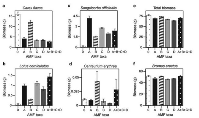 Canadian and Swiss researchers wanted to know if the diversity of arbuscular mycorrhizal fungi (AMF) was important to the productivity of grasslands (M.G.A. van der Heijden, J. N. Klironomos, M. Ursic, P. Moutoglis, R. Streitwolf-Engel, T. Boler, A. Wiemken, and I. R. Sanders. 1998. Mycorrhizal fungal diversity determines plant biodiversity, ecosystem variability, and productivity. Nature 396:69-72). Specifically, they wanted to know if it mattered which specific AMF species were present, or just that some type of AMF was present. They grew various plants in combination with one of four AMF species (A, B, C, and D), no AMF species (O), or all four AMF species together (A + B + C + D); and they measured plant growth under each set of conditions. All plant species were grown in each plot, so they always competed with each other with the only difference being which AMF species were present. On the graphs, the x-axis labels indicate the number and identity of AMF species (bar 0 = no fungi; bars A - D = individual AMF species; bar A + B + C + D = all AMF species together). The y-axis indicates the amount (grams) of plant biomass for the species shown in italics above each graph. Graph e is the total biomass (grams) of all 11 plant species combined; graph f is the biomass of Bromus erectus plants only, separated from the total. Based on graphs e and f, which is the most well-supported prediction for the effect on total plant biomass if AMF diversity were increased to eight species?