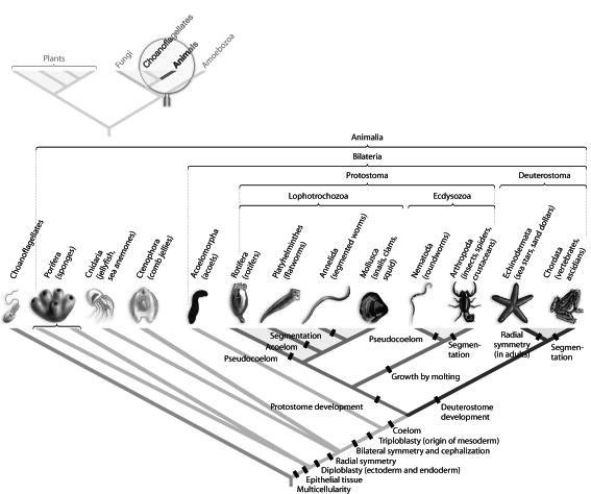 Use the figure to answer the question. Which morphological trait evolved more than once in animals, according to the phylogeny based on DNA sequence data found in the figure?