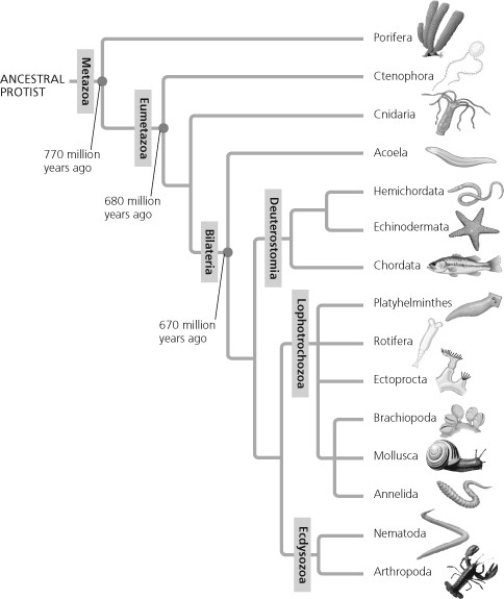   Based on the tree shown, which statement is false?