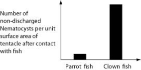 <strong>Use the following information to answer the question. An elementary school science teacher decided to liven up the classroom with a saltwater aquarium. Knowing that saltwater aquaria can be quite a hassle, the teacher proceeded stepwise. First, the teacher conditioned the water. Next, the teacher decided to stock the tank with various marine invertebrates, including a polychaete, a siliceous sponge, several bivalves, a shrimp, several sea anemones of different types, a colonial hydra, a few coral species, an ectoproct, a sea star, and several herbivorous gastropod varieties. Lastly, she added some vertebrates-a parrot fish and a clown fish. She arranged for daily feedings of copepods and feeder fish. Normally, the clown fish readily swims among the tentacles of the sea anemones; the parrot fish avoids them. One hypothesis for the clown fish's apparent immunity is that they slowly build a tolerance to the sea anemone's toxin. A second hypothesis is that a chemical in the mucus that coats the clown fish prevents the nematocysts from being triggered. Which of the following graphs supports the first, but not the second, of these hypotheses?</strong> A) B) C) D)