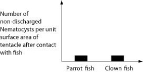 <strong>Use the following information to answer the question. An elementary school science teacher decided to liven up the classroom with a saltwater aquarium. Knowing that saltwater aquaria can be quite a hassle, the teacher proceeded stepwise. First, the teacher conditioned the water. Next, the teacher decided to stock the tank with various marine invertebrates, including a polychaete, a siliceous sponge, several bivalves, a shrimp, several sea anemones of different types, a colonial hydra, a few coral species, an ectoproct, a sea star, and several herbivorous gastropod varieties. Lastly, she added some vertebrates-a parrot fish and a clown fish. She arranged for daily feedings of copepods and feeder fish. Normally, the clown fish readily swims among the tentacles of the sea anemones; the parrot fish avoids them. One hypothesis for the clown fish's apparent immunity is that they slowly build a tolerance to the sea anemone's toxin. A second hypothesis is that a chemical in the mucus that coats the clown fish prevents the nematocysts from being triggered. Which of the following graphs supports the first, but not the second, of these hypotheses?</strong> A) B) C) D)