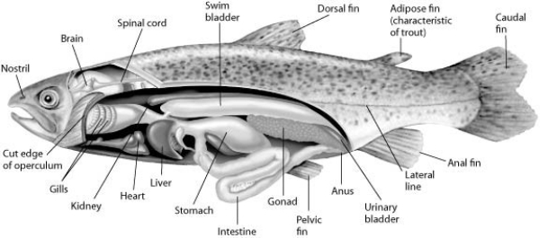 Use the following figure and information to answer the question. Fishes that have swim bladders can regulate their density and, thus, their buoyancy. There are two types of swim bladder: physostomous and physoclistous. The ancestral version is the physostomous version, in which the swim bladder is connected to the esophagus via a short tube (see the figure). The fish fills this version by swimming to the surface, taking gulps of air, and directing them into the swim bladder. Air is removed from this version by belching. The physoclistous version is more derived and has lost its connection to the esophagus. Instead, gas enters and leaves the swim bladder via special circulatory mechanisms within the wall of the swim bladder. Which shark structure is closest in function to a swim bladder full of gas?