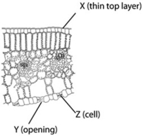 The following diagram is of a cross section of a plant leaf. Use the diagram to answer the question.   The main function associated with structure Y is ________.