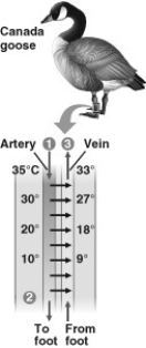 <strong>Use the figure to answer the following question. The thin horizontal arrows in the figure above show that the ________.</strong> A) warmer arterial blood can bypass the legs as needed, when the legs are too cold to function well B) warmer venous blood transfers heat to the cooler arterial blood C) warmer arterial blood transfers heat to the cooler venous blood D) arterial blood is always cooler in the abdomen, compared to the temperature of the venous blood in the feet of the goose