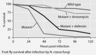 Use the graphs to answer the following question. Mutant fruit flies that make only one antimicrobial peptide were tested for survival after infection with Neurospora crassa fungi or with Micrococcus luteus bacteria. The results shown in the graphs support the hypothesis that ________.
