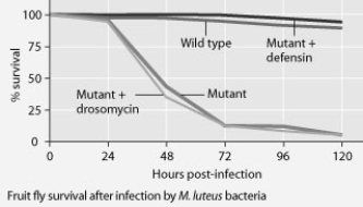 Use the graphs to answer the following question. Mutant fruit flies that make only one antimicrobial peptide were tested for survival after infection with Neurospora crassa fungi or with Micrococcus luteus bacteria. The results shown in the graphs support the hypothesis that ________.