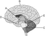 <strong>Use the figure to answer the following question. Which of the following region(s) arose developmentally from the hindbrain?</strong> A) only A B) both A and D C) only C D) both C and E