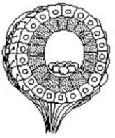 <strong>Use the figure to answer the following question. The structure diagrammed in the figure is the ________.</strong> A) neuromast B) statocyst C) ommatidium D) olfactory bulb